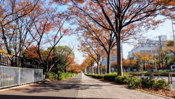 秋の歩道